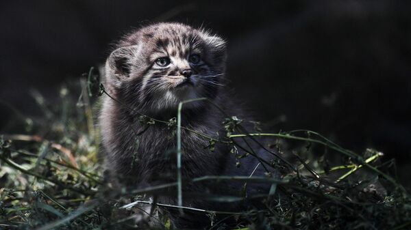 В Новосибирском зоопарке родились 16 котят краснокнижного манула